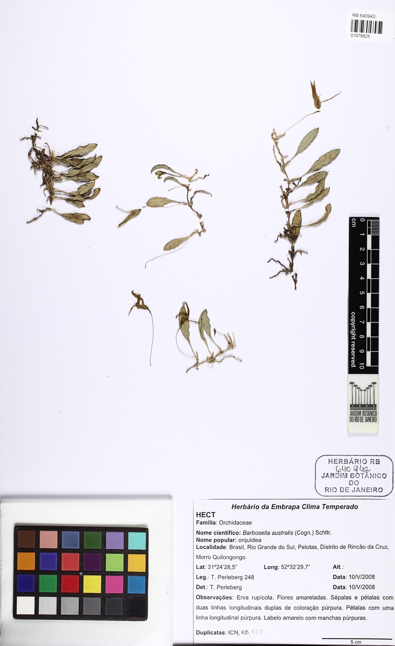 Barbosella australis photo 3