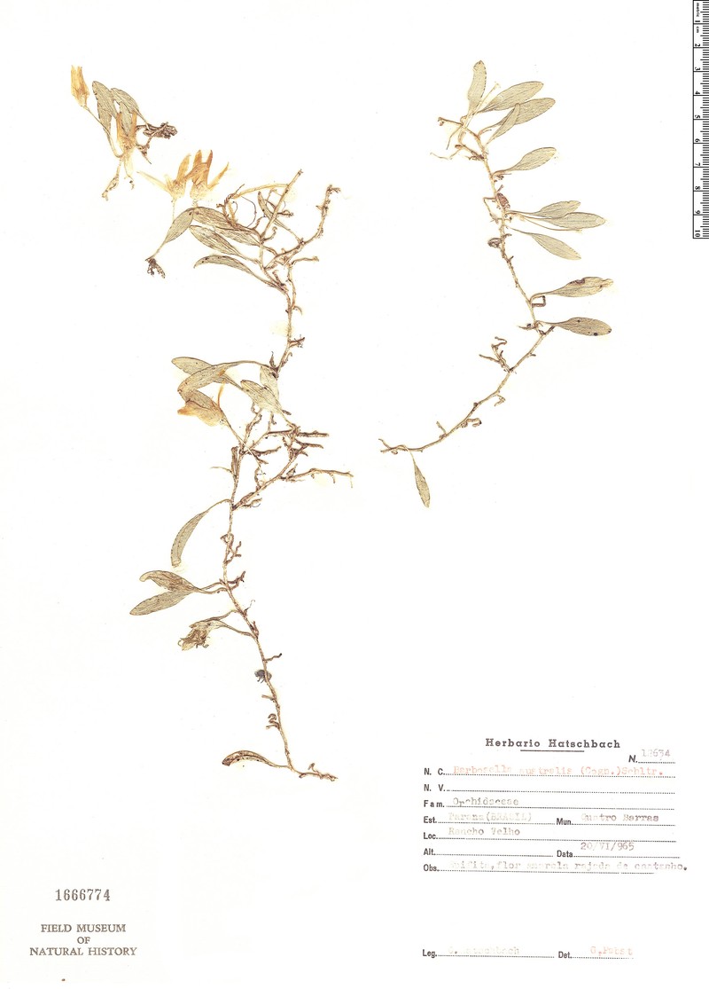 Barbosella australis photo 4