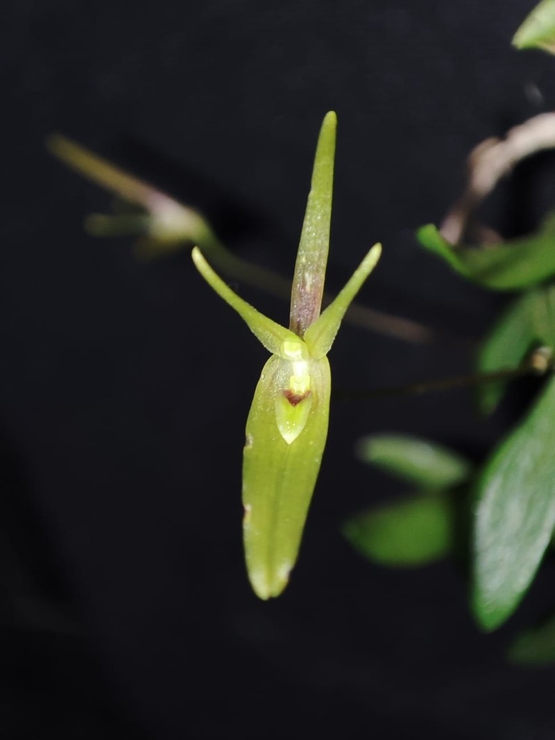 Barbosella cogniauxiana photo 2