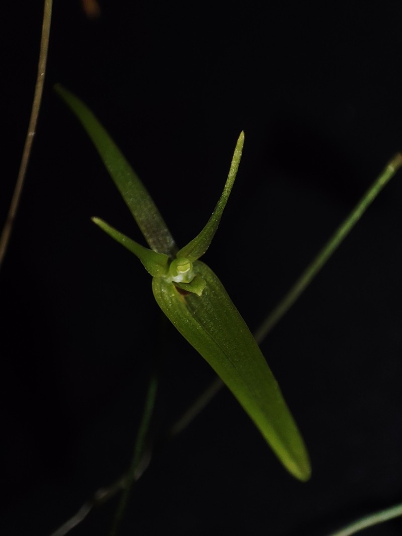 Barbosella cogniauxiana photo 3
