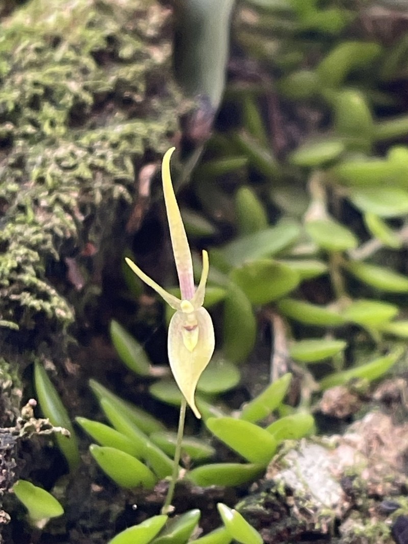 Barbosella cogniauxiana photo 4