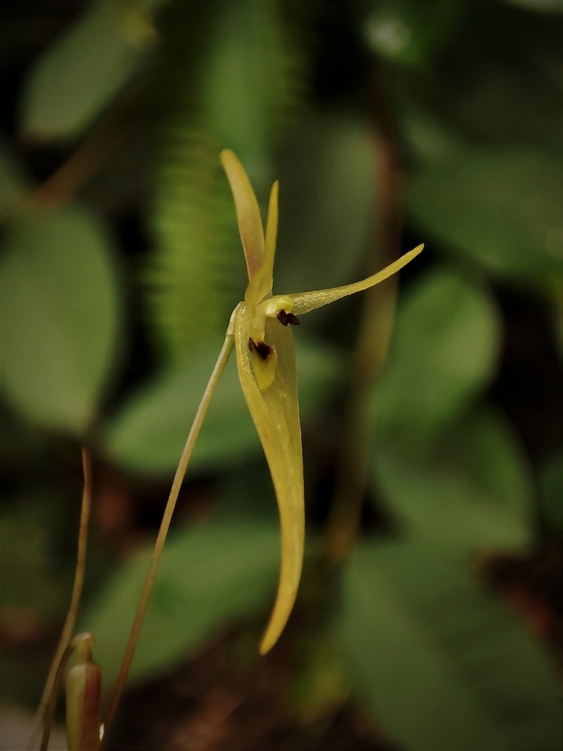 Barbosella cogniauxiana photo 5