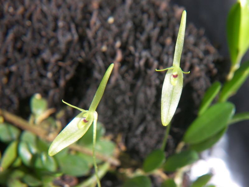 Barbosella cogniauxiana photo 6
