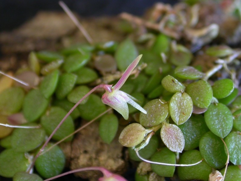 Barbosella crassifolia