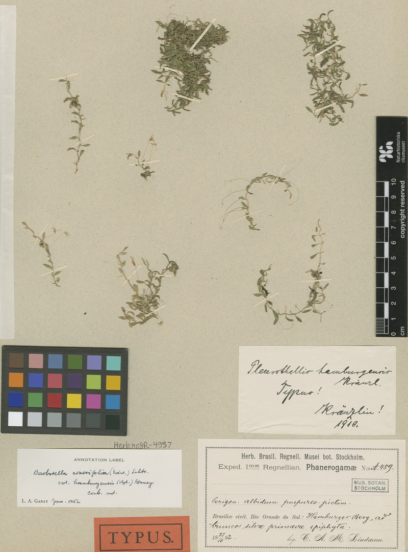 Barbosella crassifolia photo 2