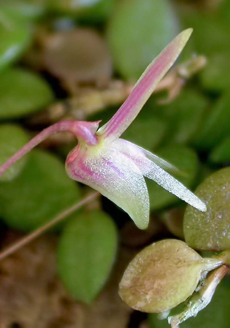 Barbosella crassifolia photo 4