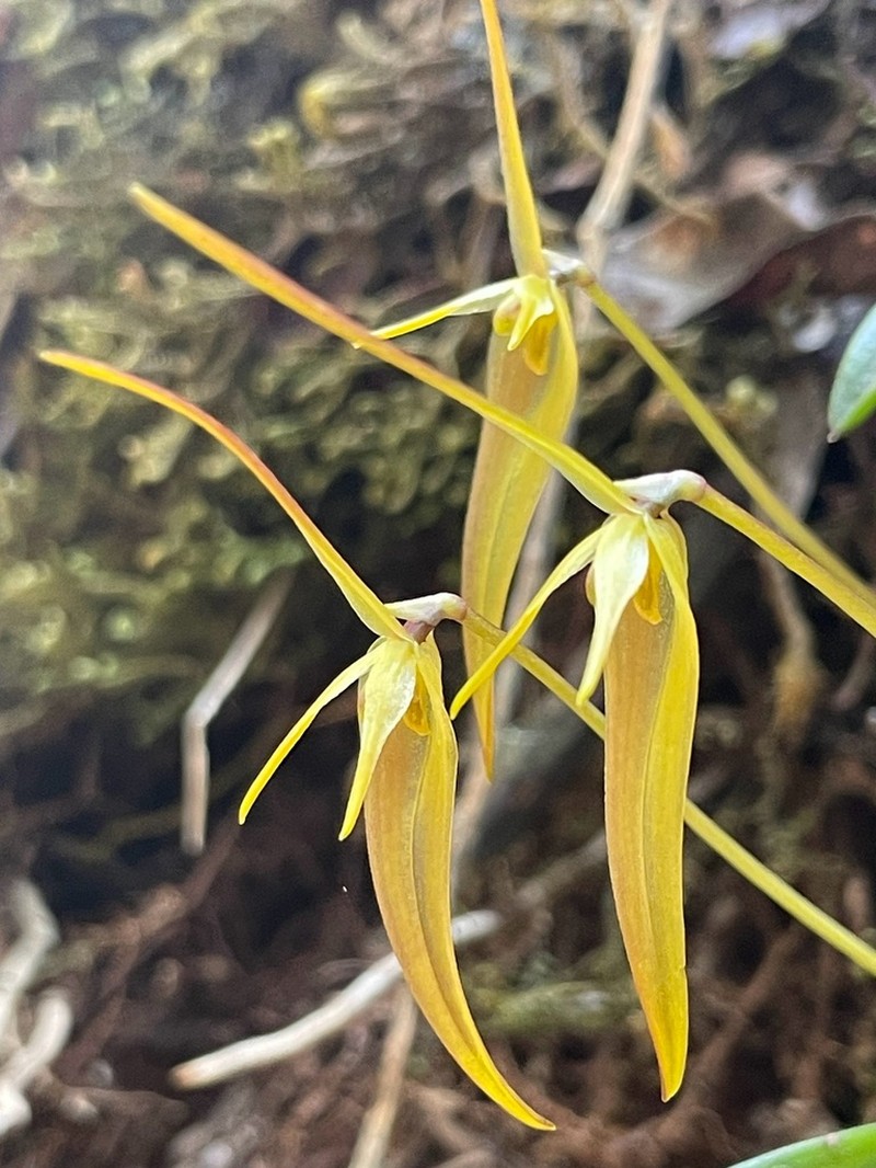 Barbosella cucullata