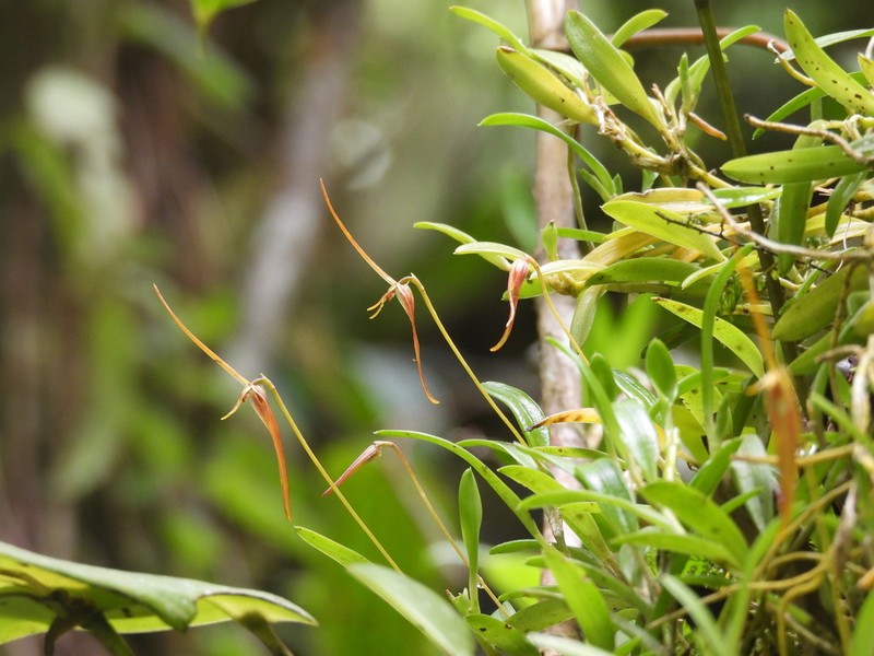 Barbosella cucullata photo 2