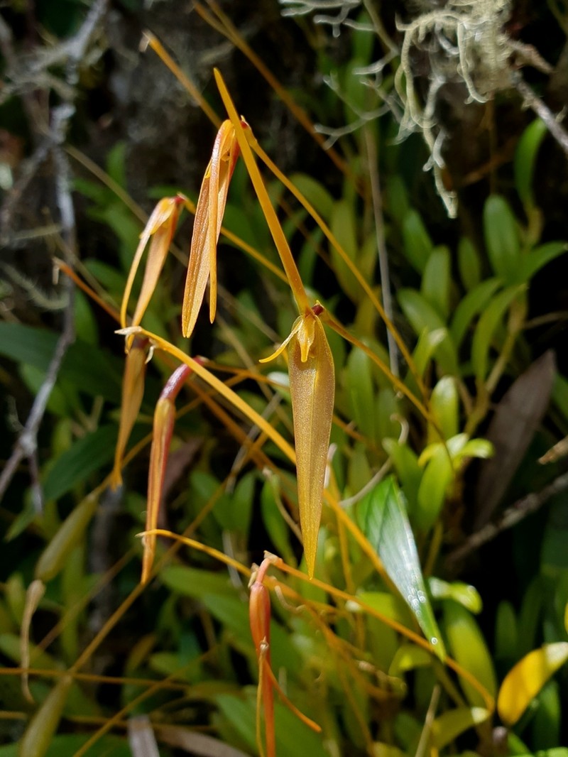 Barbosella cucullata photo 3
