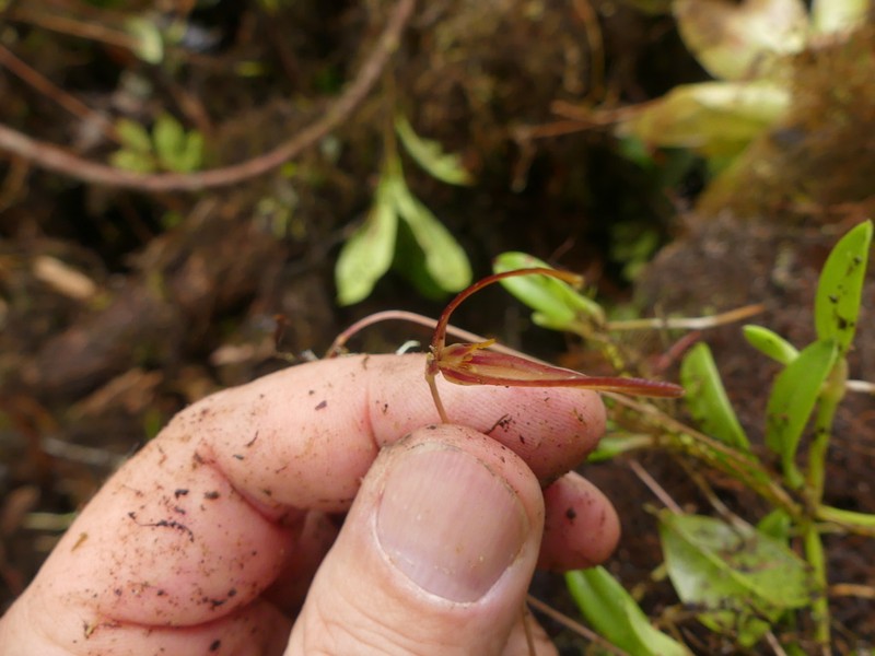 Barbosella cucullata photo 4