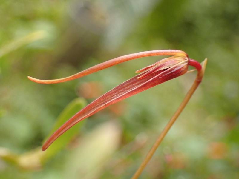 Barbosella cucullata photo 5