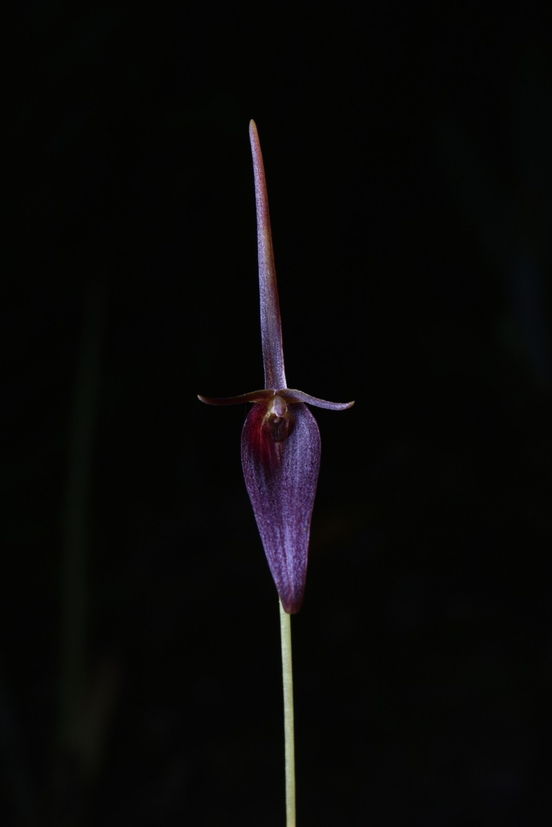 Barbosella cucullata photo 6