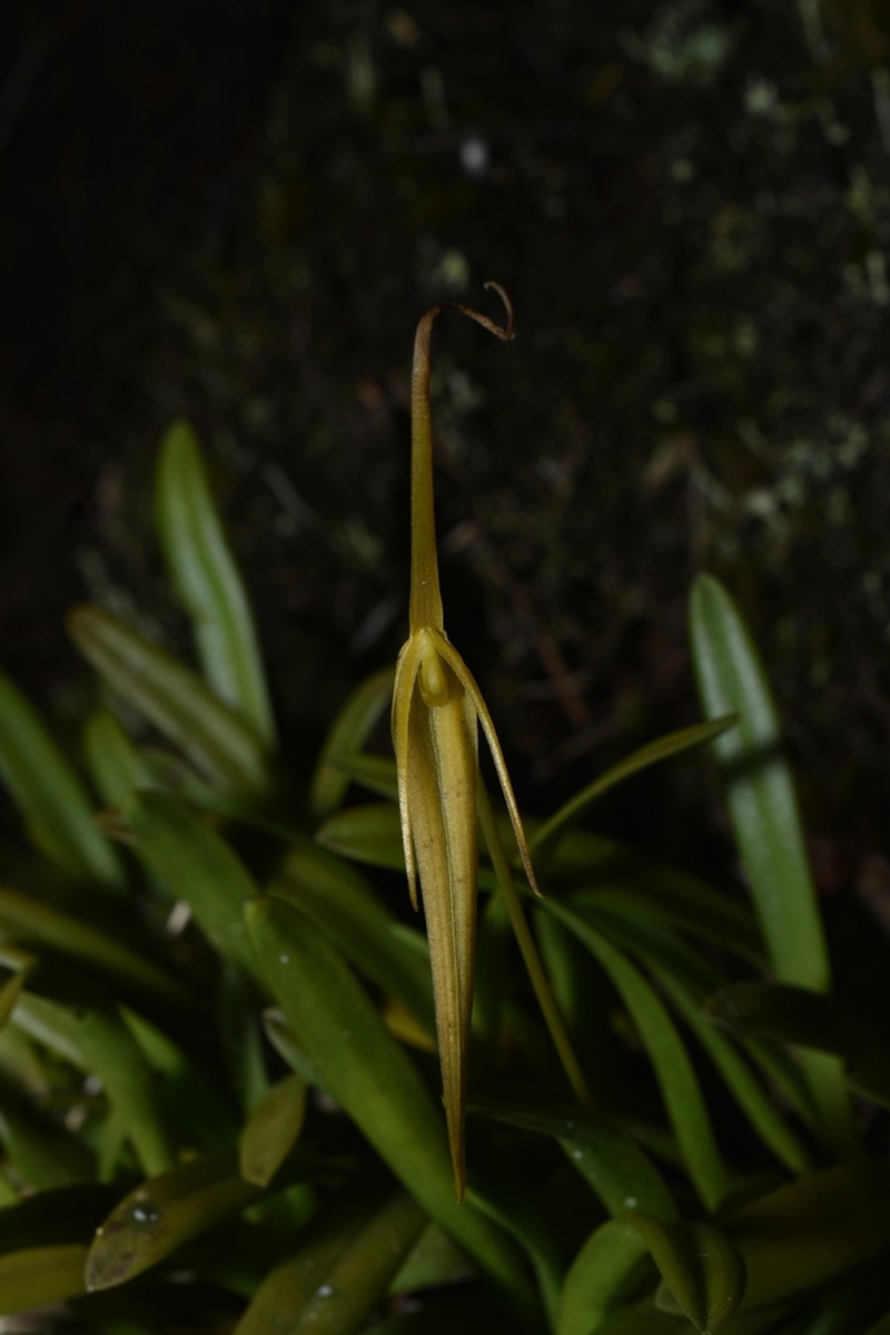 Barbosella cucullata photo 7