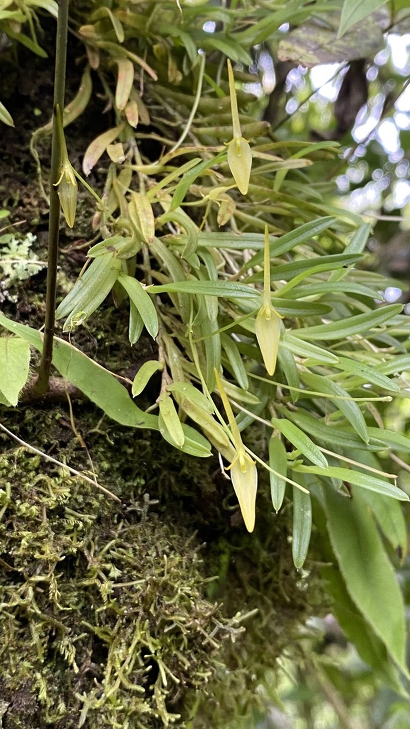 Barbosella dolichorhiza photo 3