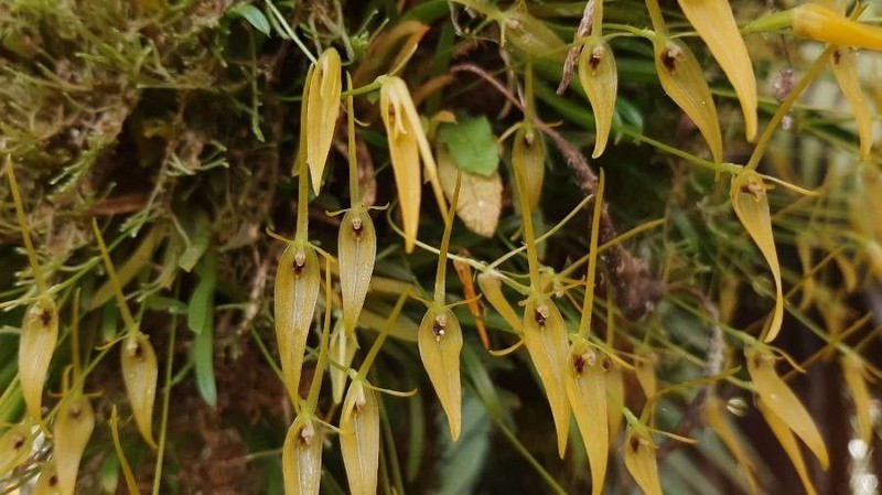 Barbosella dolichorhiza photo 4