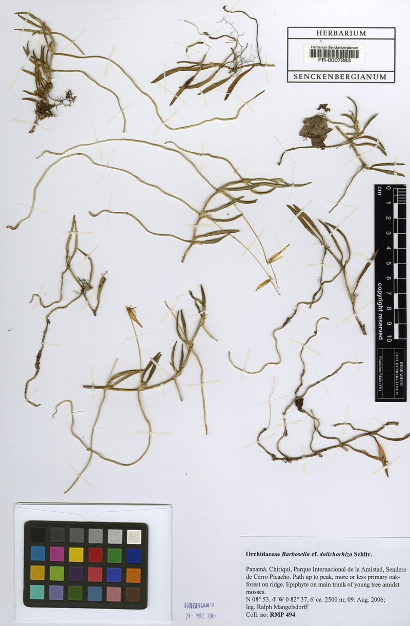 Barbosella dolichorhiza photo 5