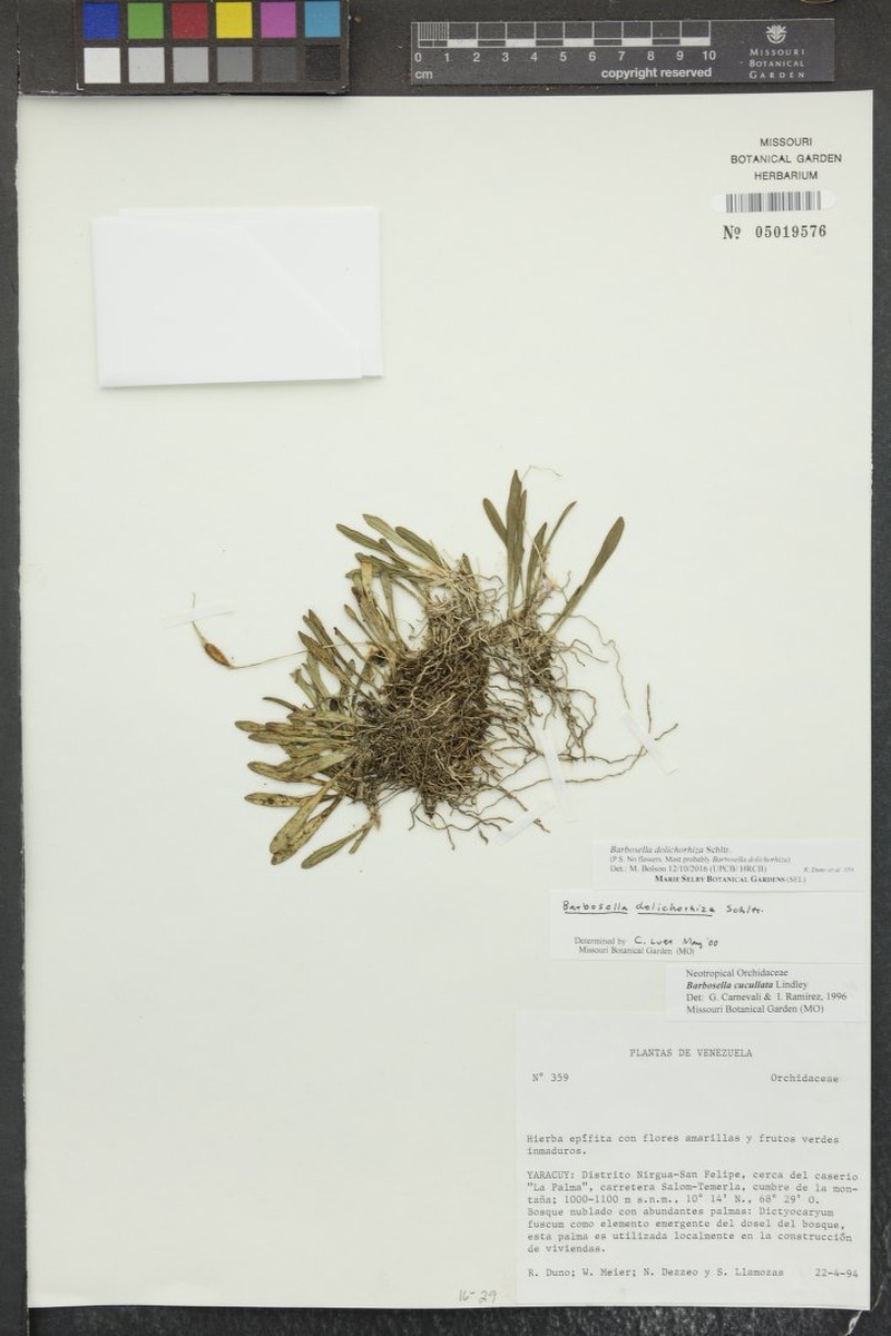 Barbosella dolichorhiza photo 6