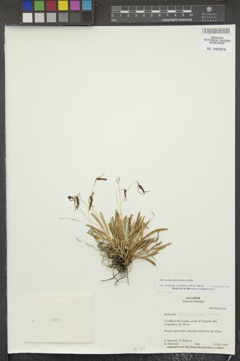 Barbosella dolichorhiza photo 7