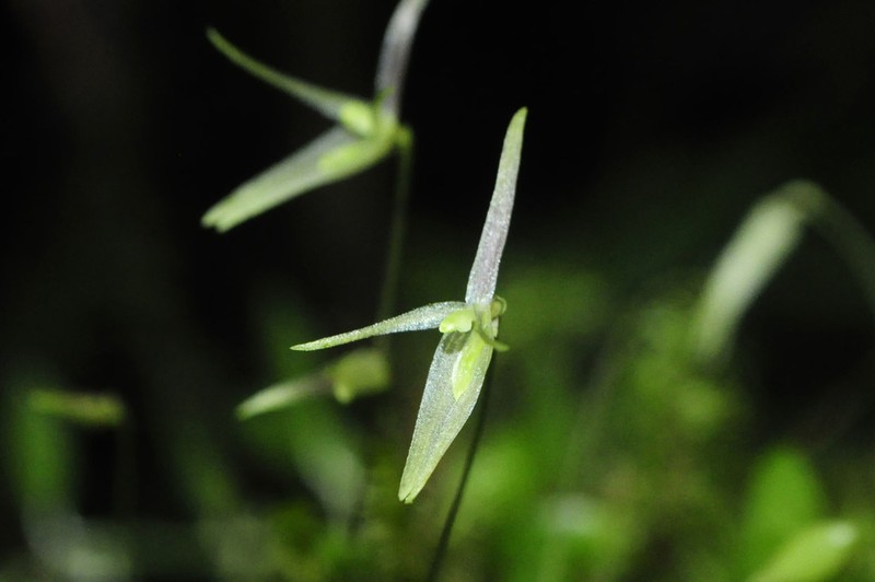 Barbosella dusenii