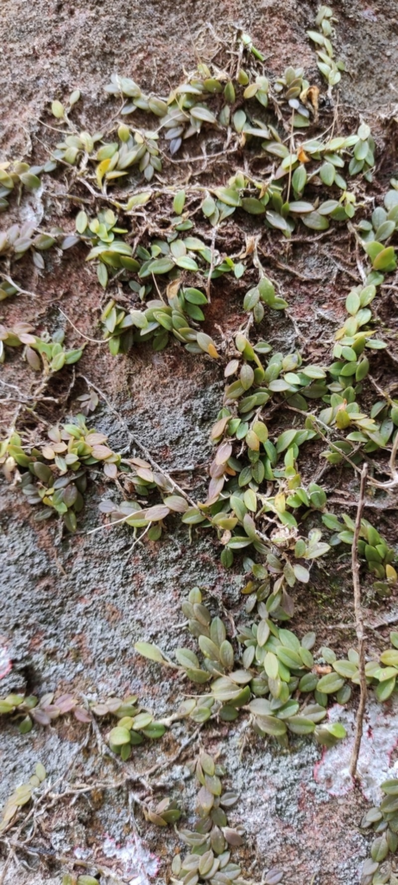 Barbosella dusenii photo 2