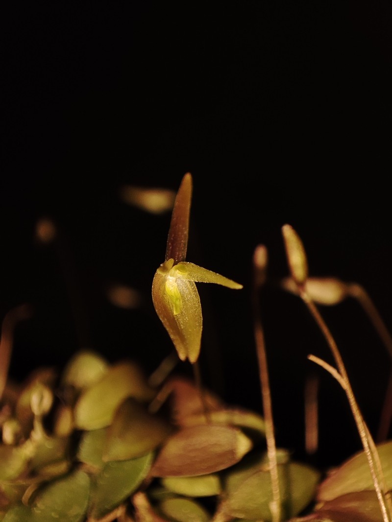 Barbosella dusenii photo 5
