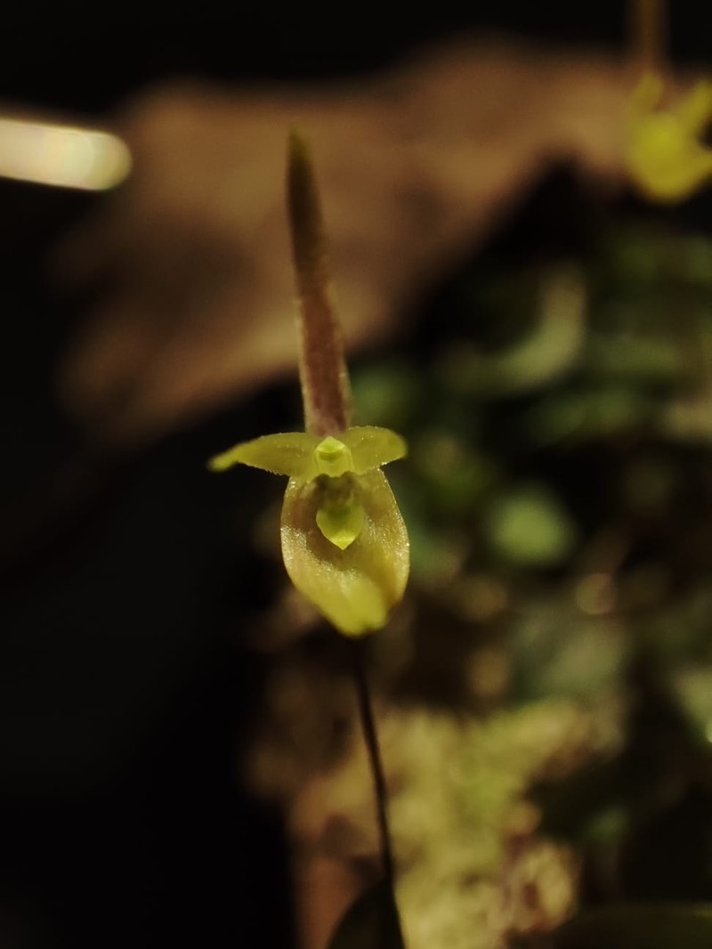 Barbosella dusenii photo 6