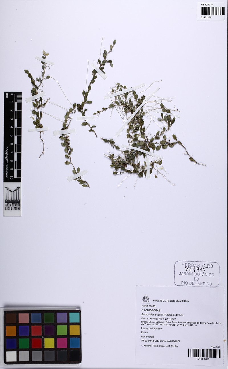 Barbosella dusenii photo 8