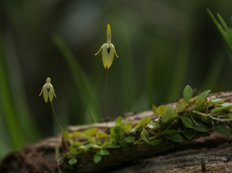 Barbosella gardneri photo 3