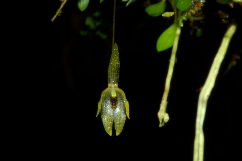Barbosella gardneri photo 4