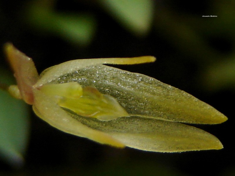 Barbosella gardneri photo 5