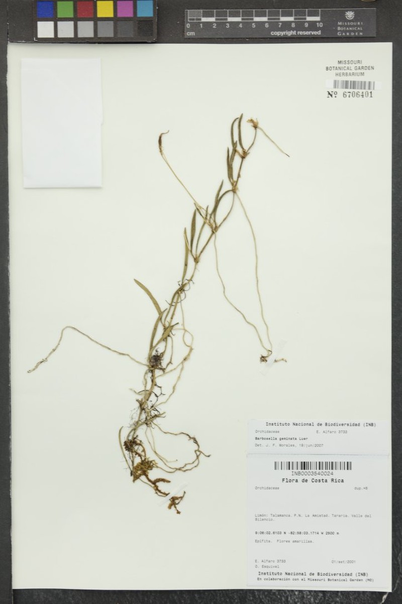 Barbosella geminata