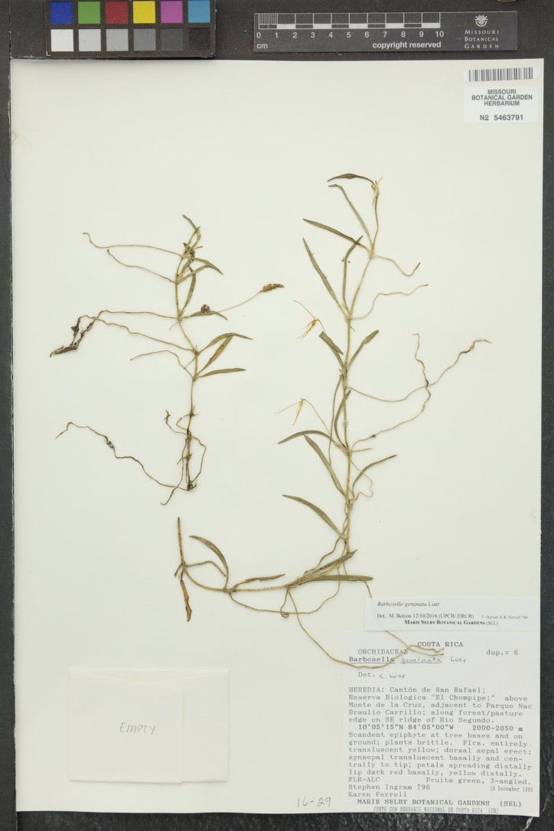 Barbosella geminata photo 2