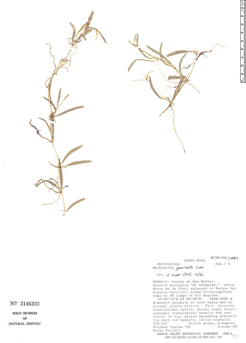 Barbosella geminata photo 3