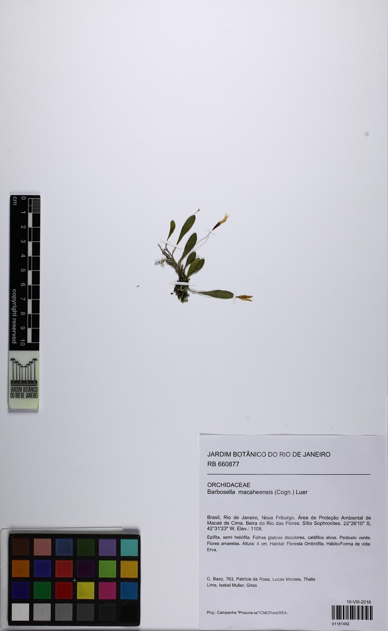 Barbosella macaheensis