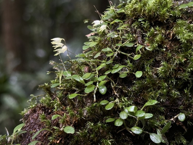 Barbosella miersii