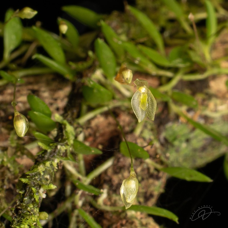 Barbosella miersii photo 2