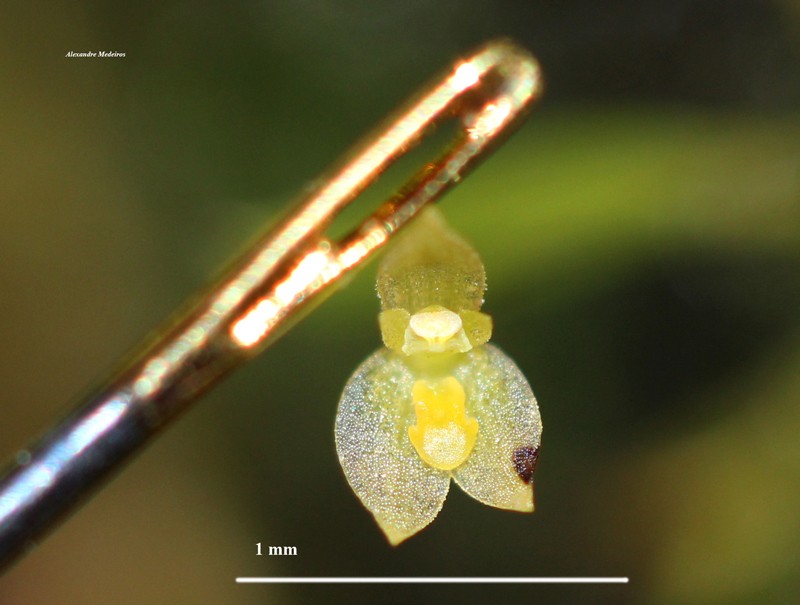 Barbosella miersii photo 4