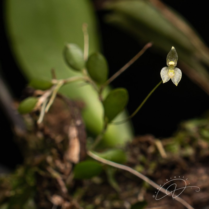 Barbosella miersii photo 5