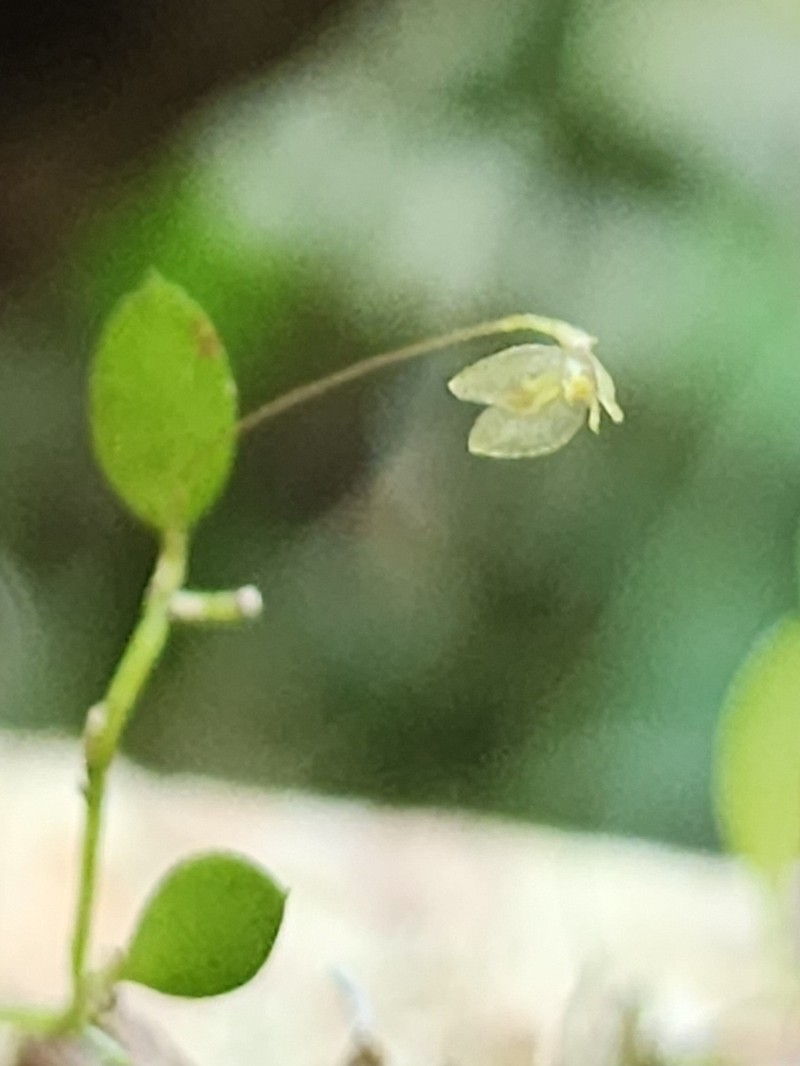 Barbosella miersii photo 6