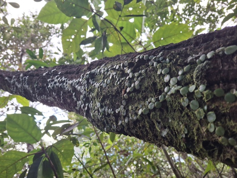 Barbosella orbicularis photo 2