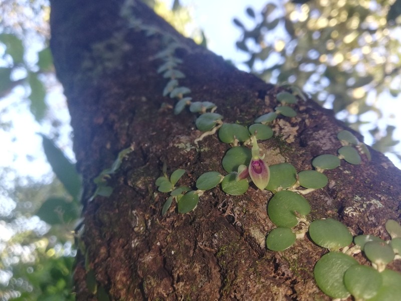 Barbosella orbicularis photo 3