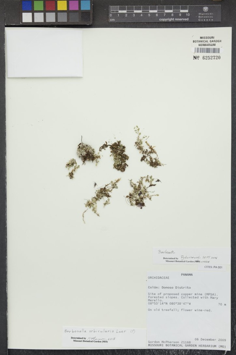 Barbosella orbicularis photo 4
