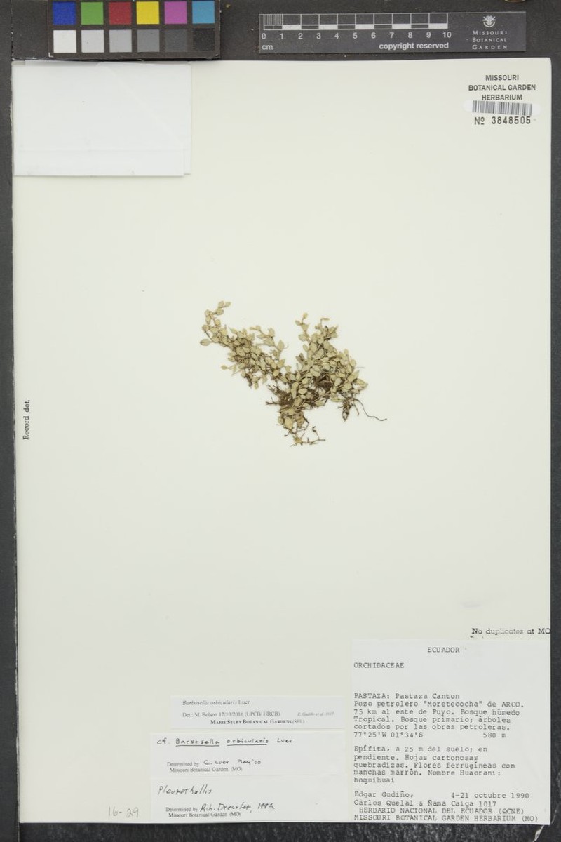 Barbosella orbicularis photo 5