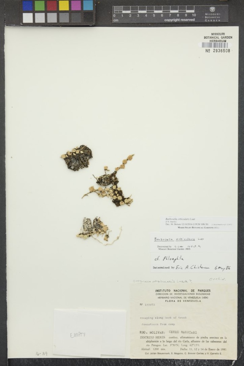 Barbosella orbicularis photo 6