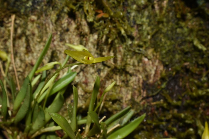 Barbosella prorepens