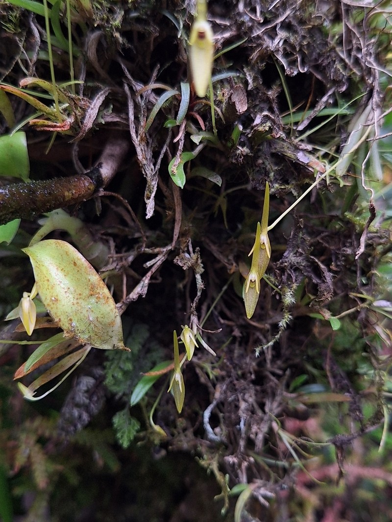 Barbosella prorepens photo 2