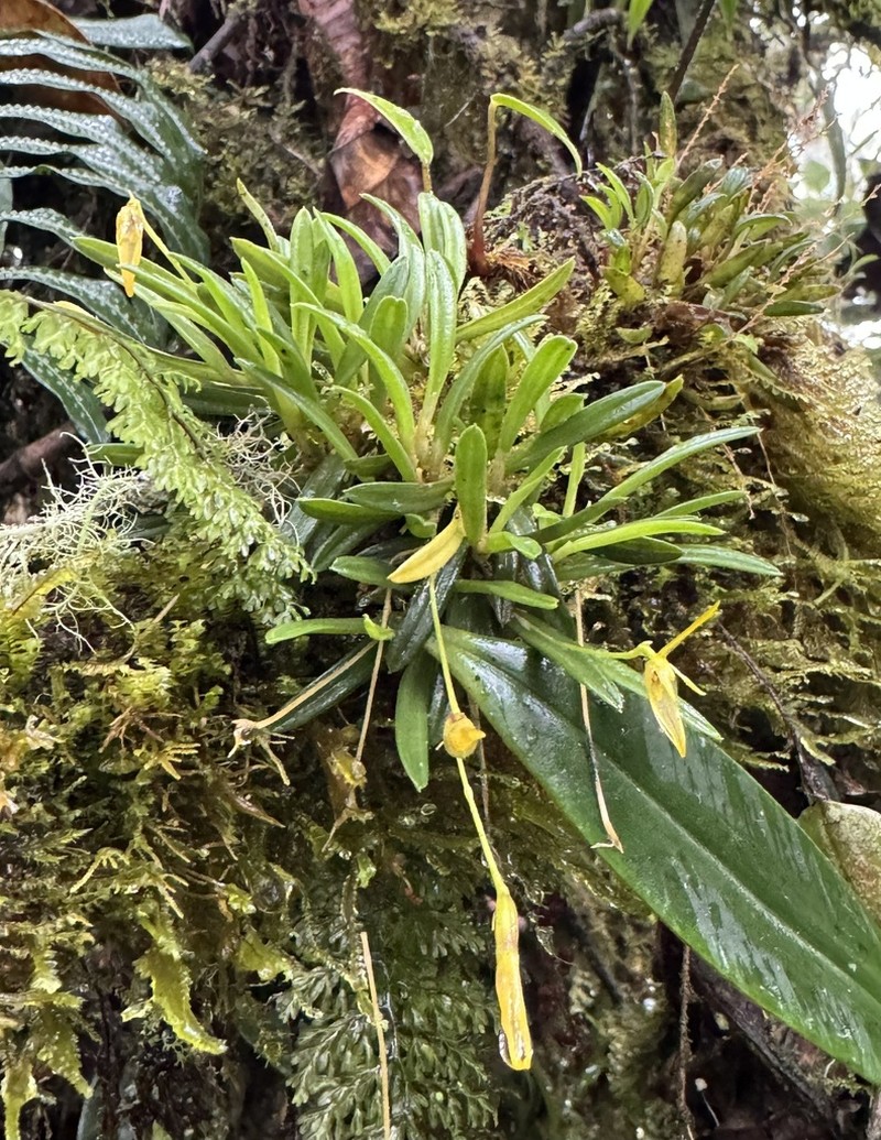 Barbosella prorepens photo 3