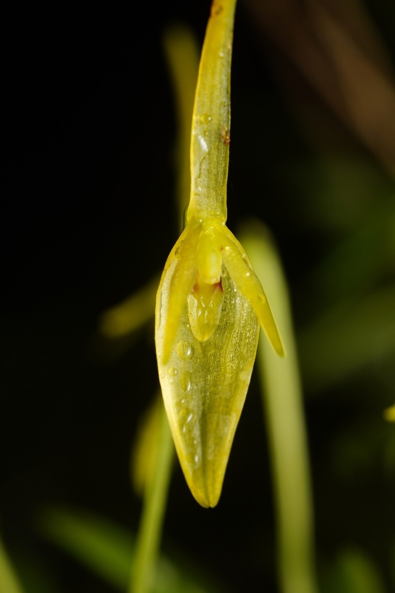 Barbosella prorepens photo 4
