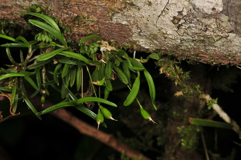 Barbosella prorepens photo 5