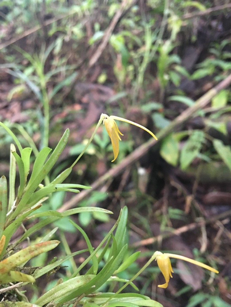 Barbosella prorepens photo 6